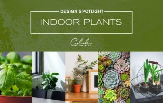 Design Spotlight - Indoor Plants